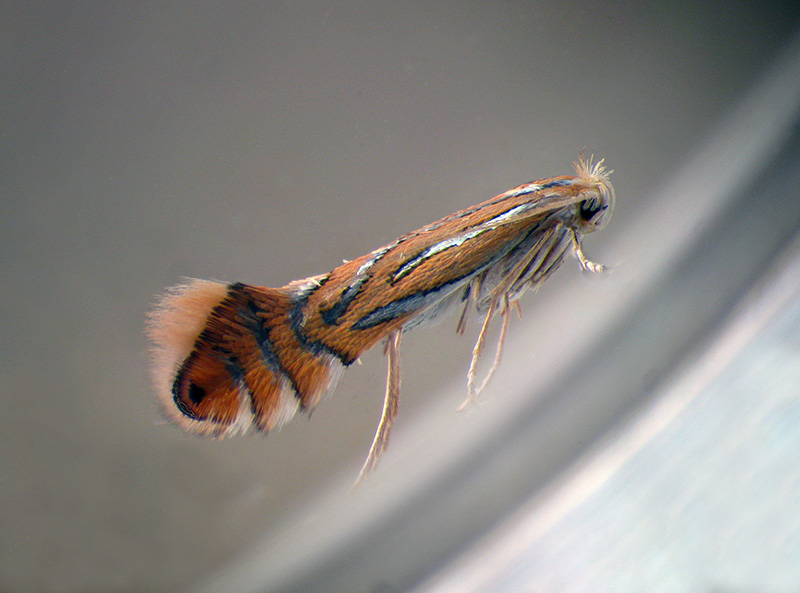 Lithocolletis (Phyllonorycter) platani